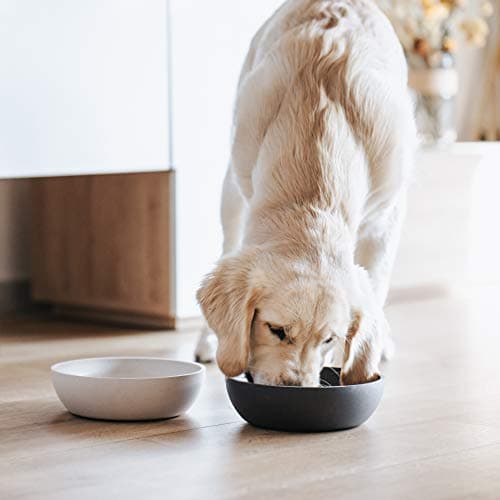 District 70 Bamboo Dog Bowl, Small, Merengue — view 3