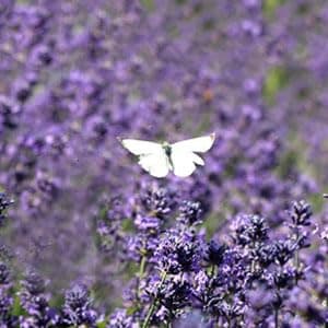 20X Lavender filled bags drawers,(7x9cm) wardrobe fresheners，lavender moth repellent for wardrobes, suitable for pillows, cars, shoe cabinets, cupboards — view 4