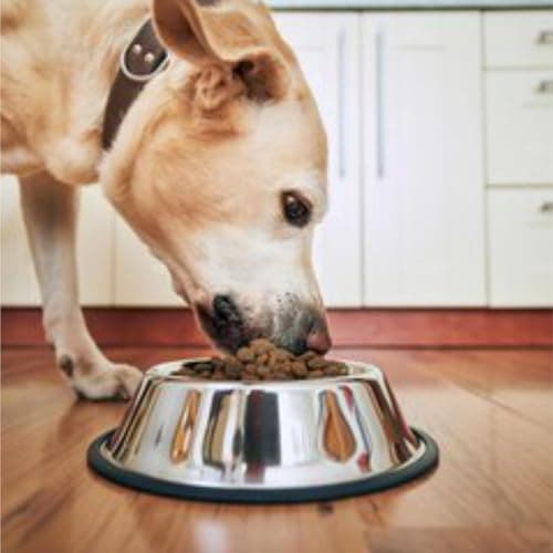 Dog Feed Bowl Lightweight Pet Feeding Bowl Non Slip Dog Bowl Water Hiking Camping Bowl Suitable for Kittens Puppies Rabbits Fogs & Small Pets 15.24x6.35cm (Pack of 1) — view 5
