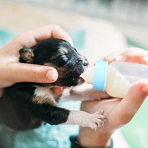 Travel Friendly Pet Feeders Set Hygienic Smooth Surfaces Compacts for Hamsters Rabbits Pigs Travel Friendly Pet Feeding — view 2