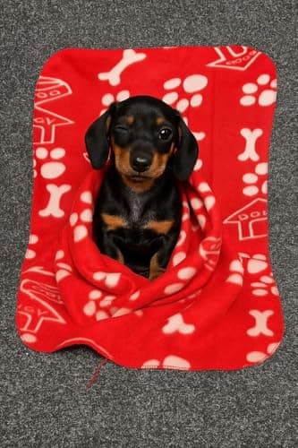 True Face 6 Pack Pet Blanket for Dogs & Cats, Thin Soft Washable Fleece Throw 100% Polyester Paw Print Design Ideal for Sofa, Bed, Crate, Travel Black/Blue/Red 55 x 80cm — view 3