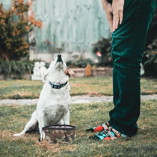 ARTSEWPLY Portable Folding Dog Travel Bowl for Small Dogs, Foldable Oxford Cloth Pet Food and Water Dish, Large Capacity Outdoor Puppy Feeding Bowl with Camouflage Design — view 6