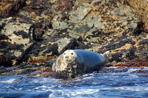 Connemara & Inishturk Island wildlife watching cruise. Private guided Full-day