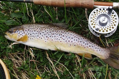 Wild brown trout fishing on Lough Corrib, Galway. Private guided.
