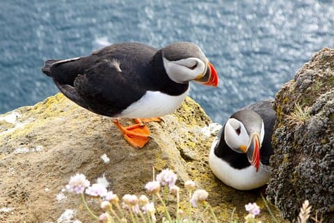 Small Group - Cliffs Cruise and Aran Islands in a Day from Galway