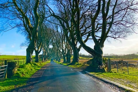 Private Day Trip to the Dark Hedges & Giants Causeway from Dublin