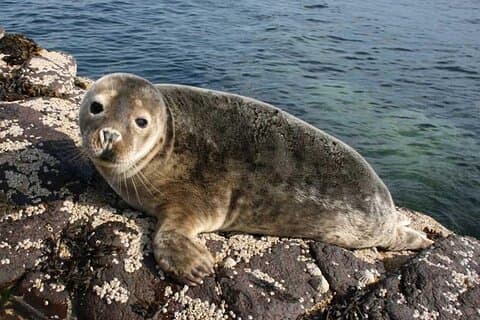 Seabird & Seal Farne Islands Cruise. 1.5 hours long. Departing from Seahouses.