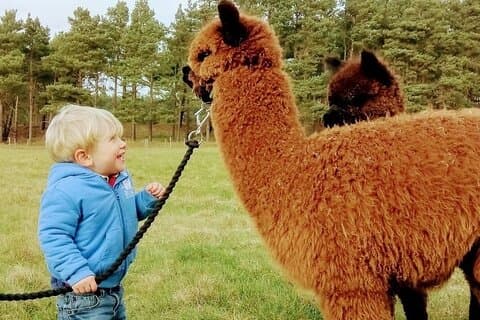Highland Cows, Walk Alpacas, Scottish Wildlife Centre and Kelpies