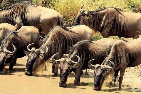 3 Days Masai Mara Camping Safari