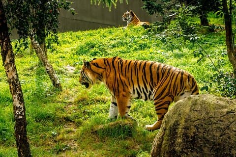 Dublin Zoo Skip-the-line Tickets and Private Transfers