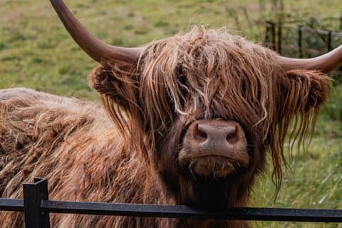 Highlands Cows Glencoe and Castles Private Tour from Glasgow