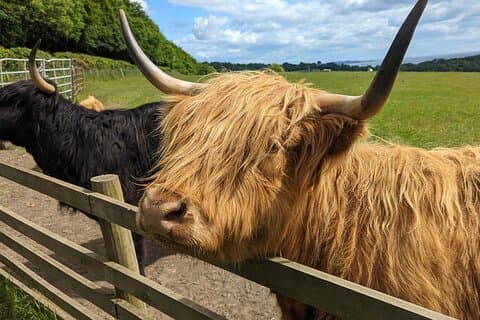 Loch Lomond, Highland Cows, Victorian Town, Castle Half-Day Tour