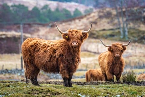 Edinburgh: Loch Lomond, The Highlands & Hairy Coo's (Small-Group)