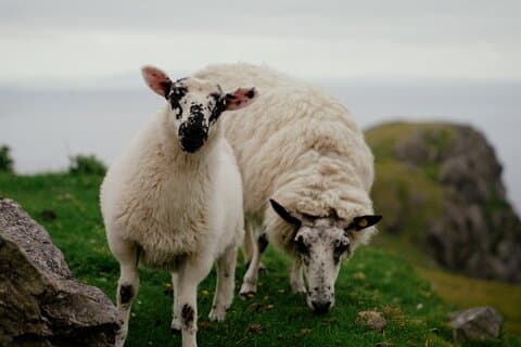 The Highlights of Southern Ireland - 6 Day Premium Group Tour