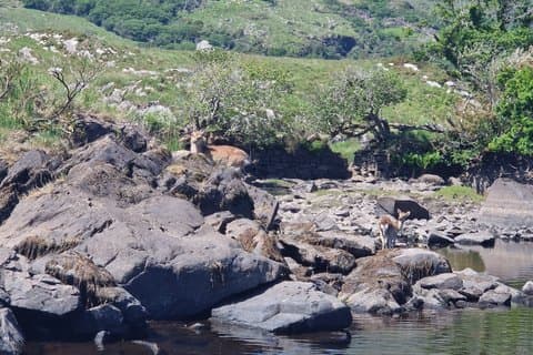 Gap of Dunloe Day Trip One Way Only