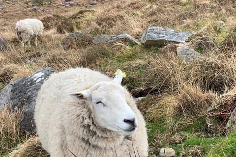 Private Guided Tour Ring of Kerry and Skellig Ring