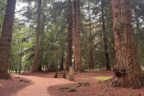 Private New Forest & Beaulieu Sightseeing from Southampton Cruise