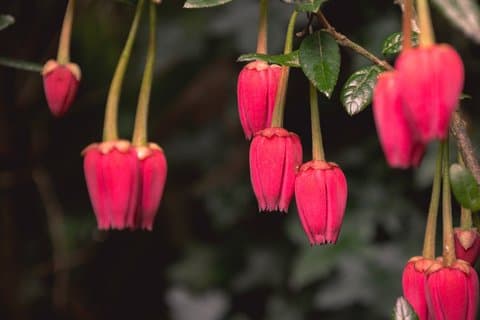 Cornish Gardens & Wonders – Private Tour from Falmouth