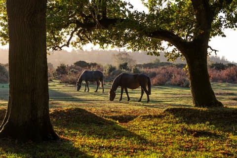 New Forest & Salisbury Cathedral Private Shore Tour