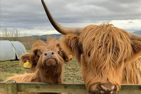 Private Tour of Highlands, Oban, Glencoe, Lochs & Castles from Glasgow