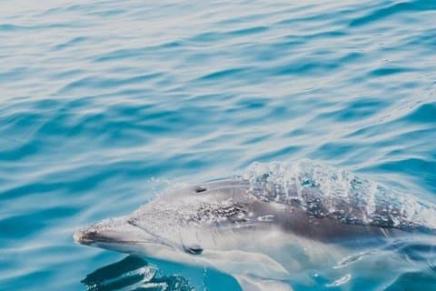 2 Hour Sea Safari RIB Boat Trip