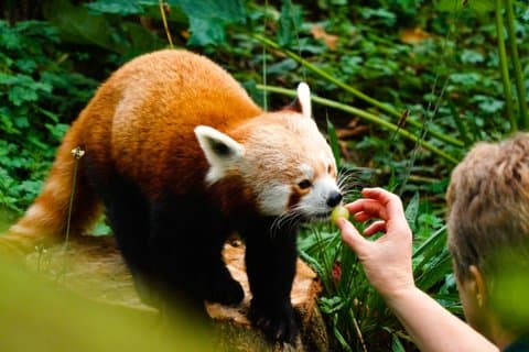 Dublin Zoo Entry Tickets