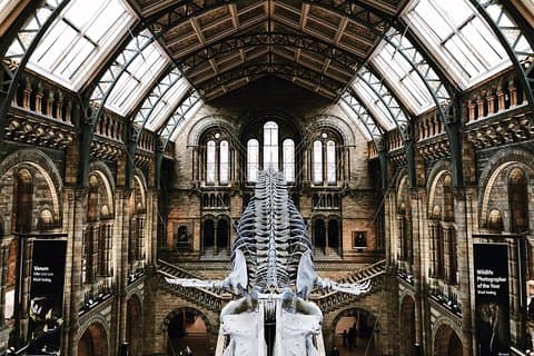 Natural History Museum London Guided Tour Semi-Private 8ppl Max