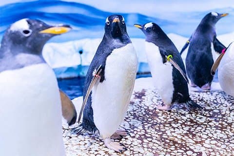 SEA LIFE London Aquarium Admission Ticket