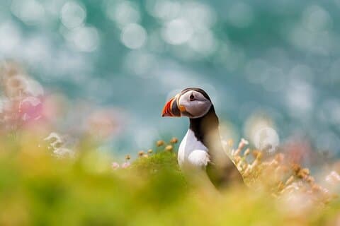 Ireland's Eye and Howth Coastal Boat Tour