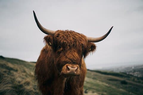 Private Guided Day Tour in Scottish Highlands