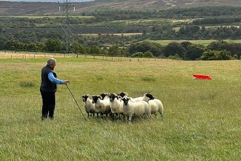 Invergordon Private Sheepdogs, Highland cows and Castle Tour