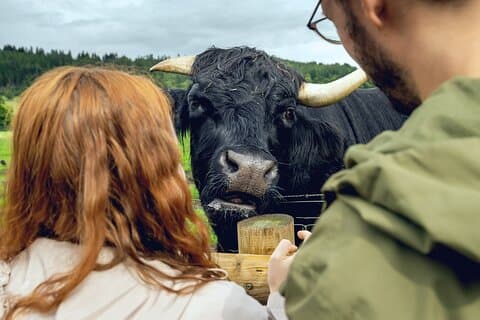 Hairy Coos and Highland Views: A Short-Day Escape from Edinburgh
