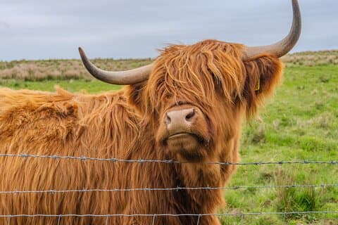 From Inverness: Cawdor Castle, Hairy Coos and Cairngorms Day Tour
