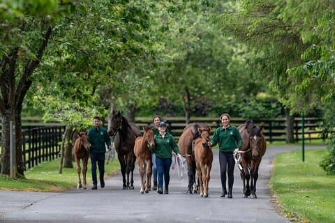 Kildare: Private Irish Horse Country Tour from Dublin