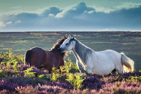 Private Luxury Dartmoor Tour with Local Guide & Hotel Pickup