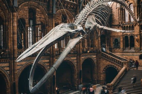 Natural History Museum London Private Tour