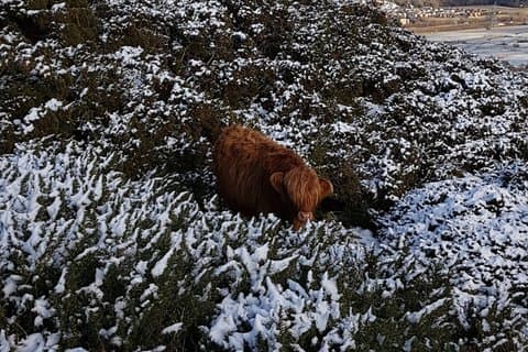 Pentland Hills & Highland Cows guided walks near Edinburgh