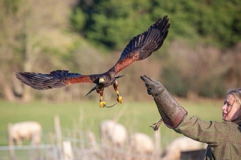 Hawk Walk through the Highland Woodland of Inverness