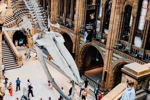 Private Walking Tour to London Museum or Buckingham Palace