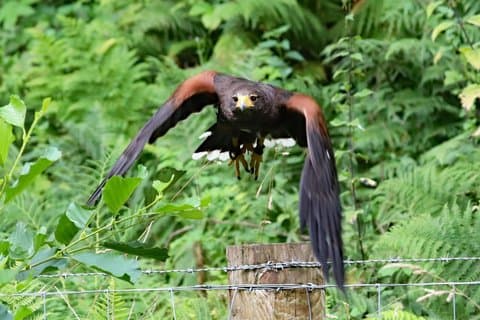 Private Woodland Hawk Experience Inverness